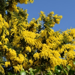 Pharmacists Can Spring Into Action for Allergy, Seasonal Health